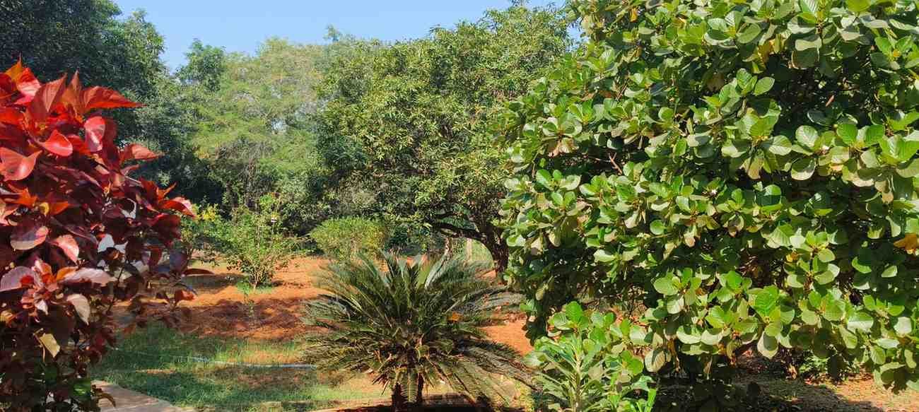 Community feast at Chinmayaranyam