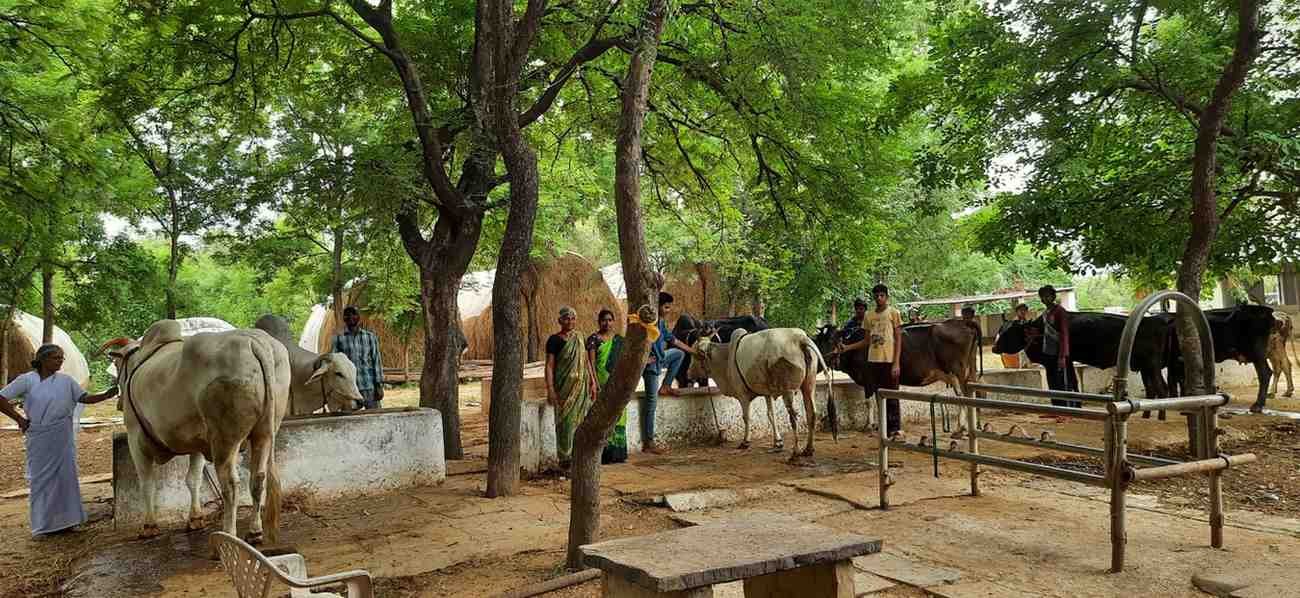 Two oxen with milk-giving cows under trees at Chinmayaranyam