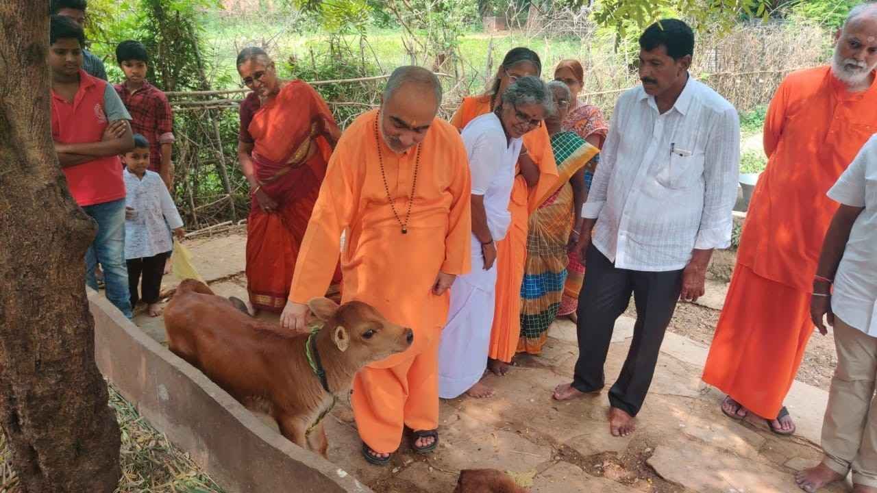 Swami with calf at ashram Goshala